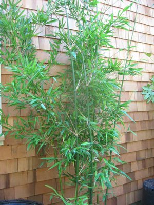 Sinobambusa tootsik 'Albostriata'.jpg