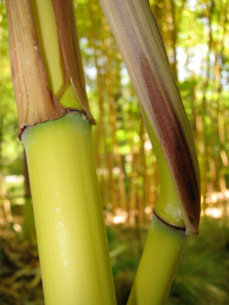 Phyllostachys aureosulcata 'Harbin Inversa'.jpeg
