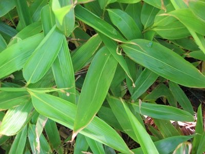 Indocalamus latifolius