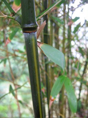 Phyllostachys aureosulcata 'Yellow Groove Bamboo' p1.jpg