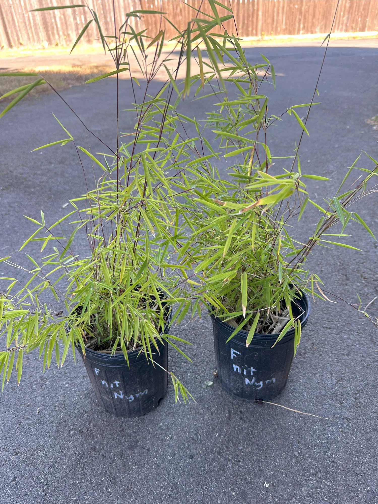 Fargesia nitida 'Nymphenburg'  Tradewinds Bamboo Nursery