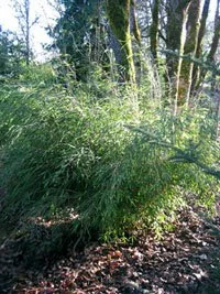 Fargesia apicirubens (f. Fargesia dracocephala) Dragon's Head Bamboo   Tradewinds Bamboo Nursery