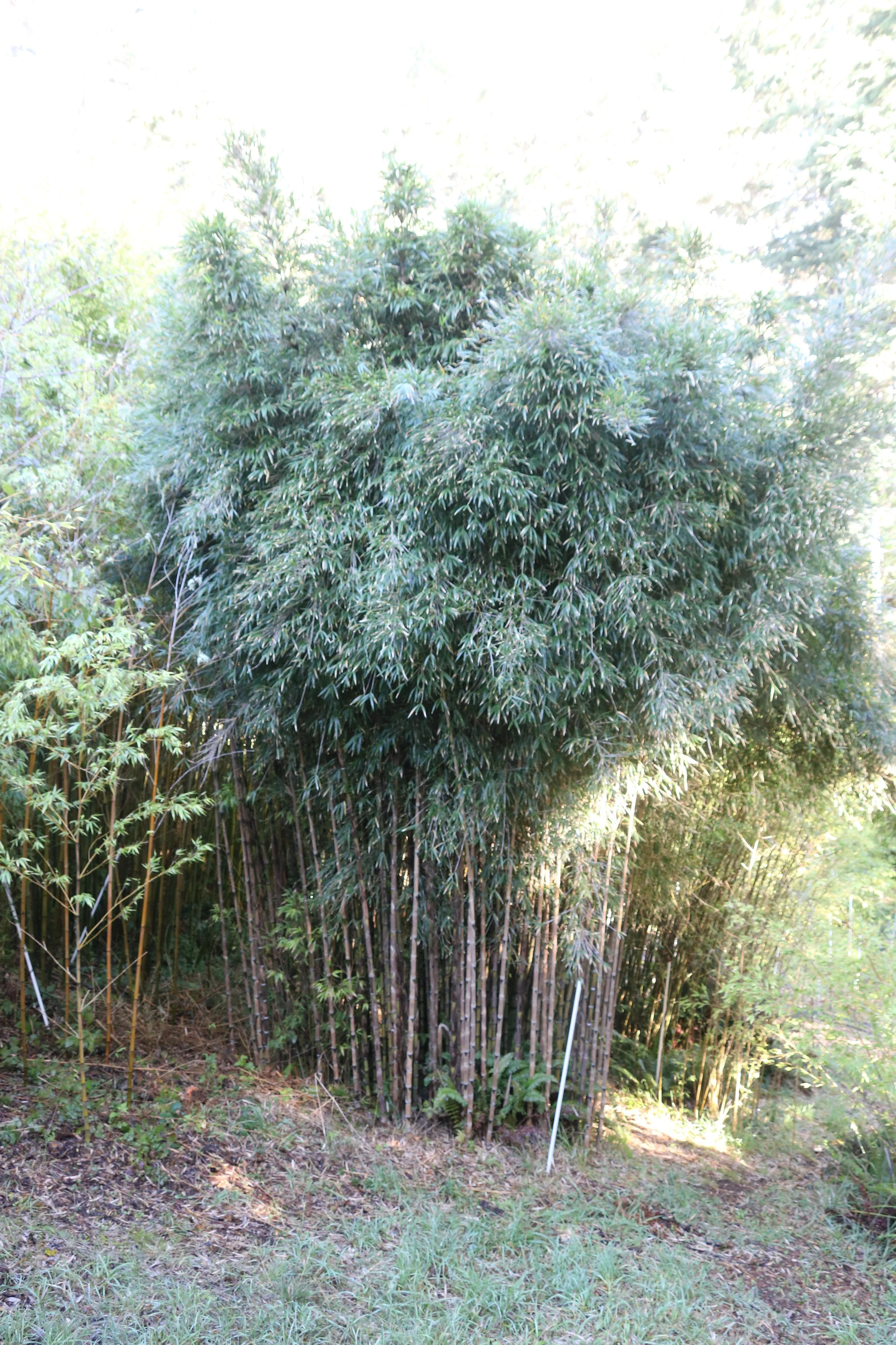 Chusquea culeou 'Caña Prieta' (syn. Chusquea nigricans)