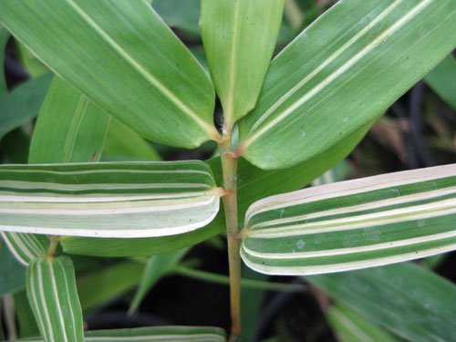 Bambusa multiplex 'Silverstripe'.jpg