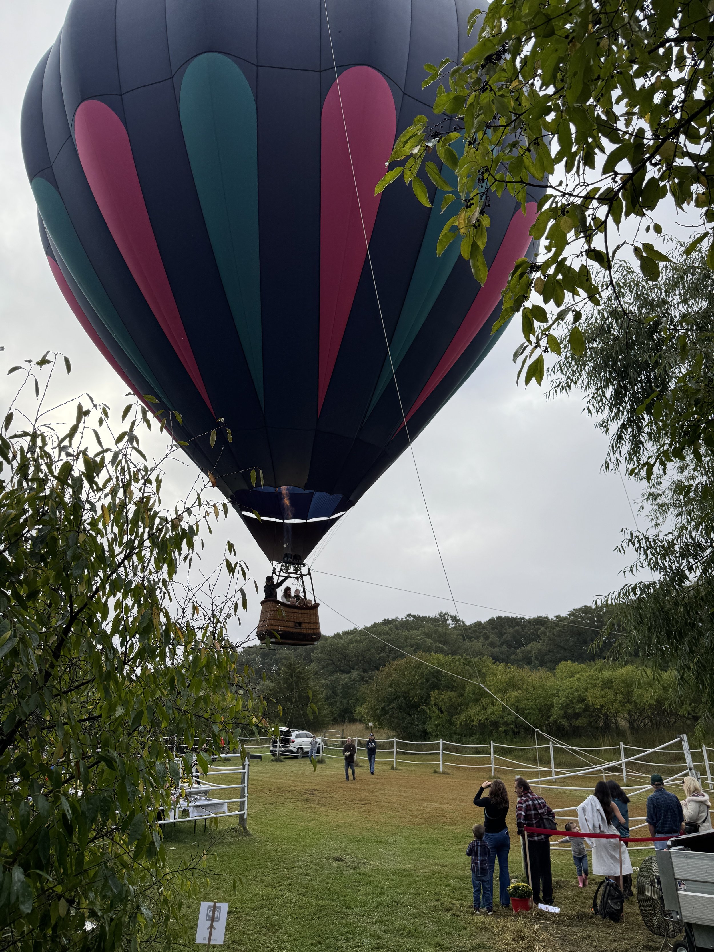 Hot air balloon with navy blue, pink, and teal panels tethered above a grassy area with people nearby.