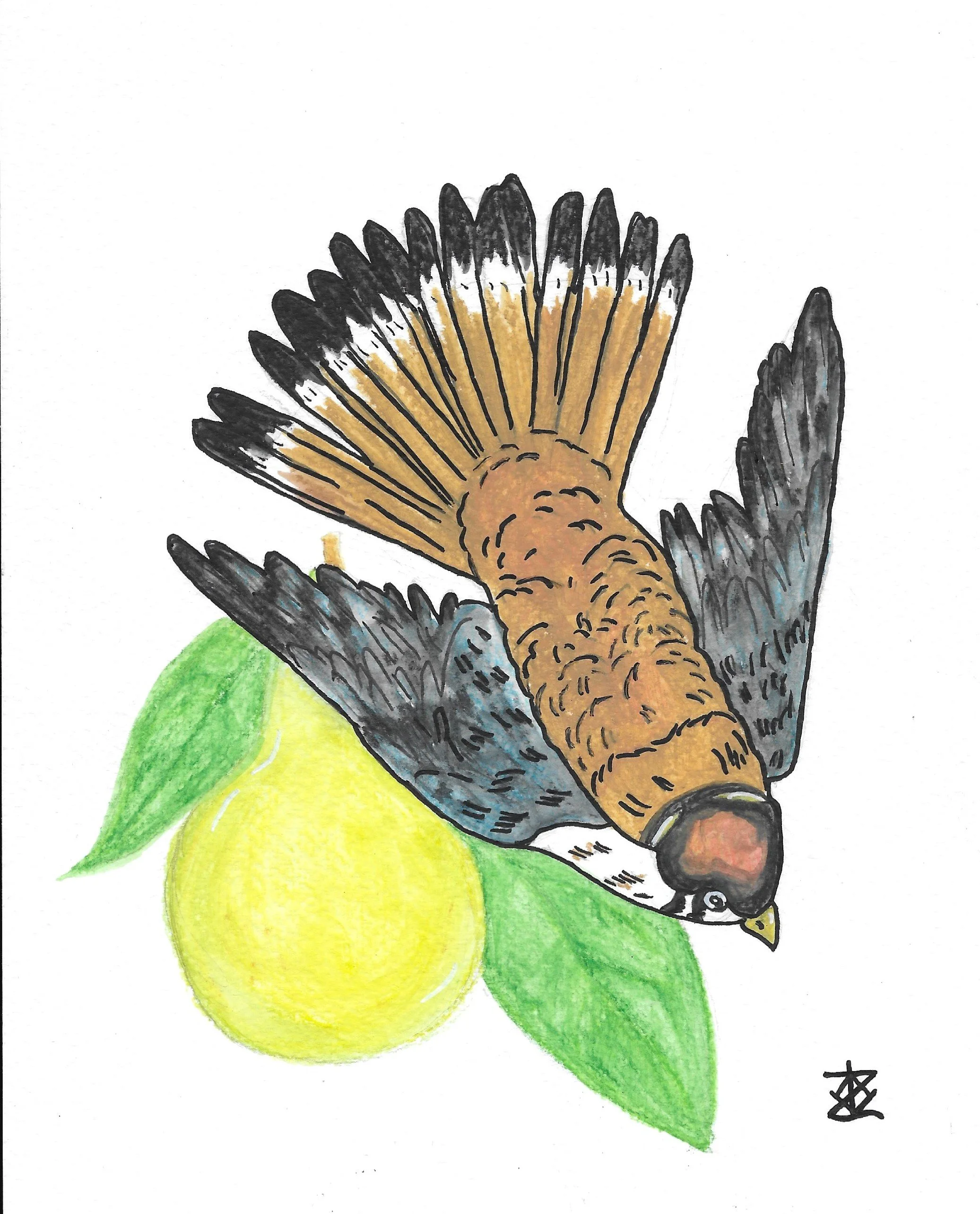 1 Patridge in a pear tree.jpg