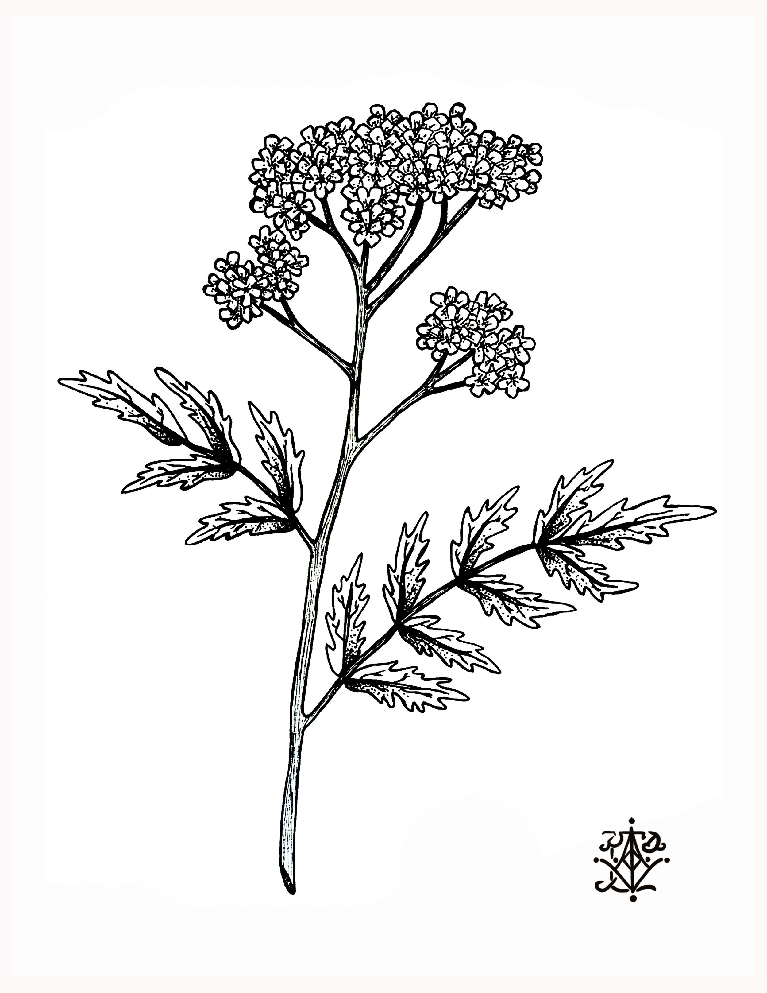 YarrowPrint1.jpg