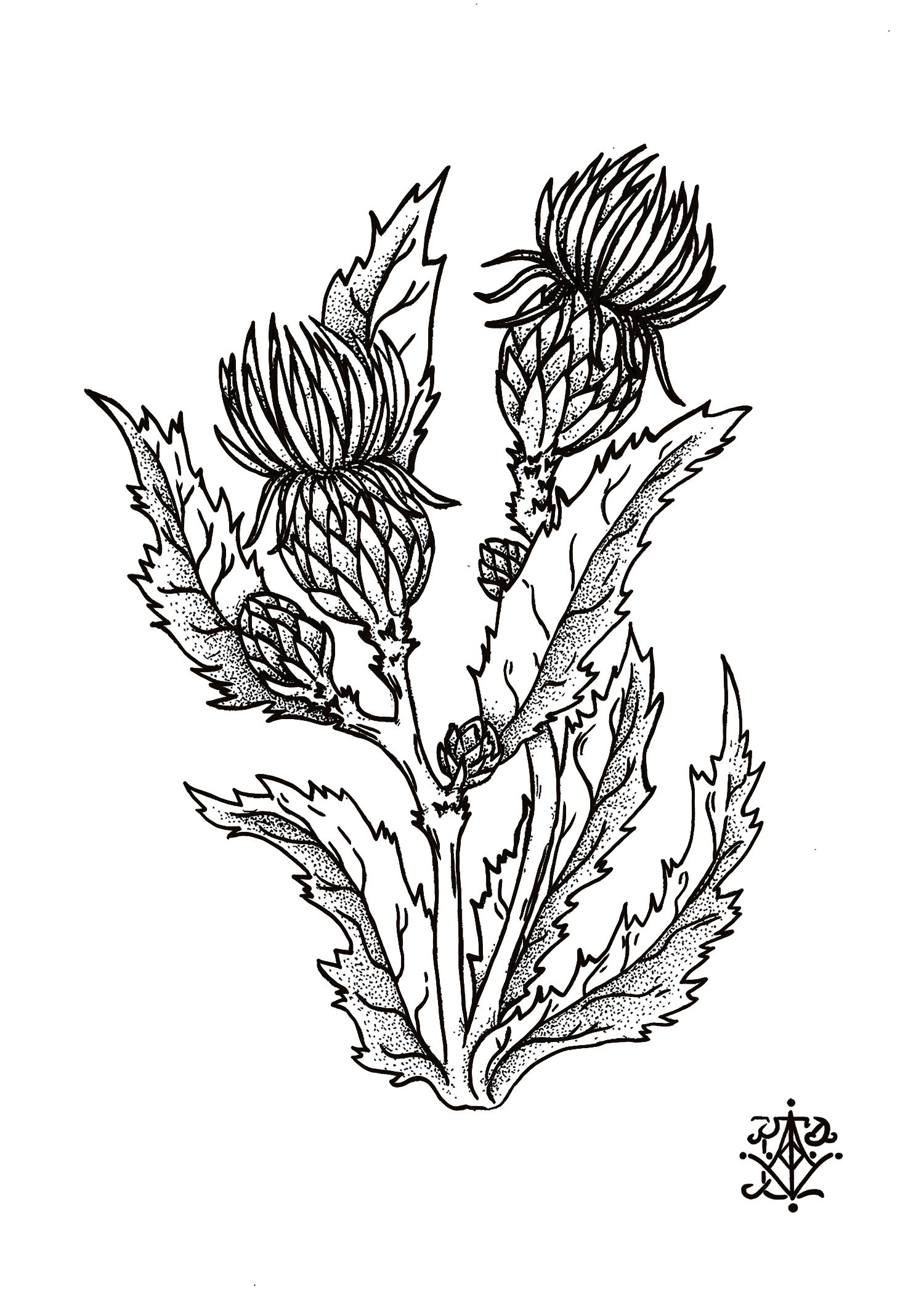 MilkThistlePrint5x7.jpg