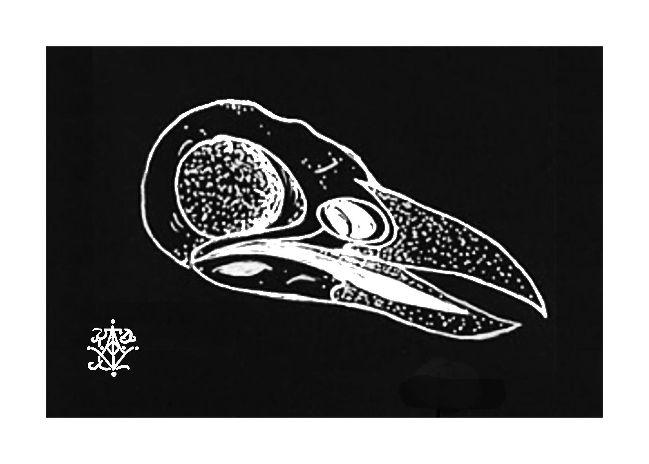 CrowSkullPrint5x7.jpg