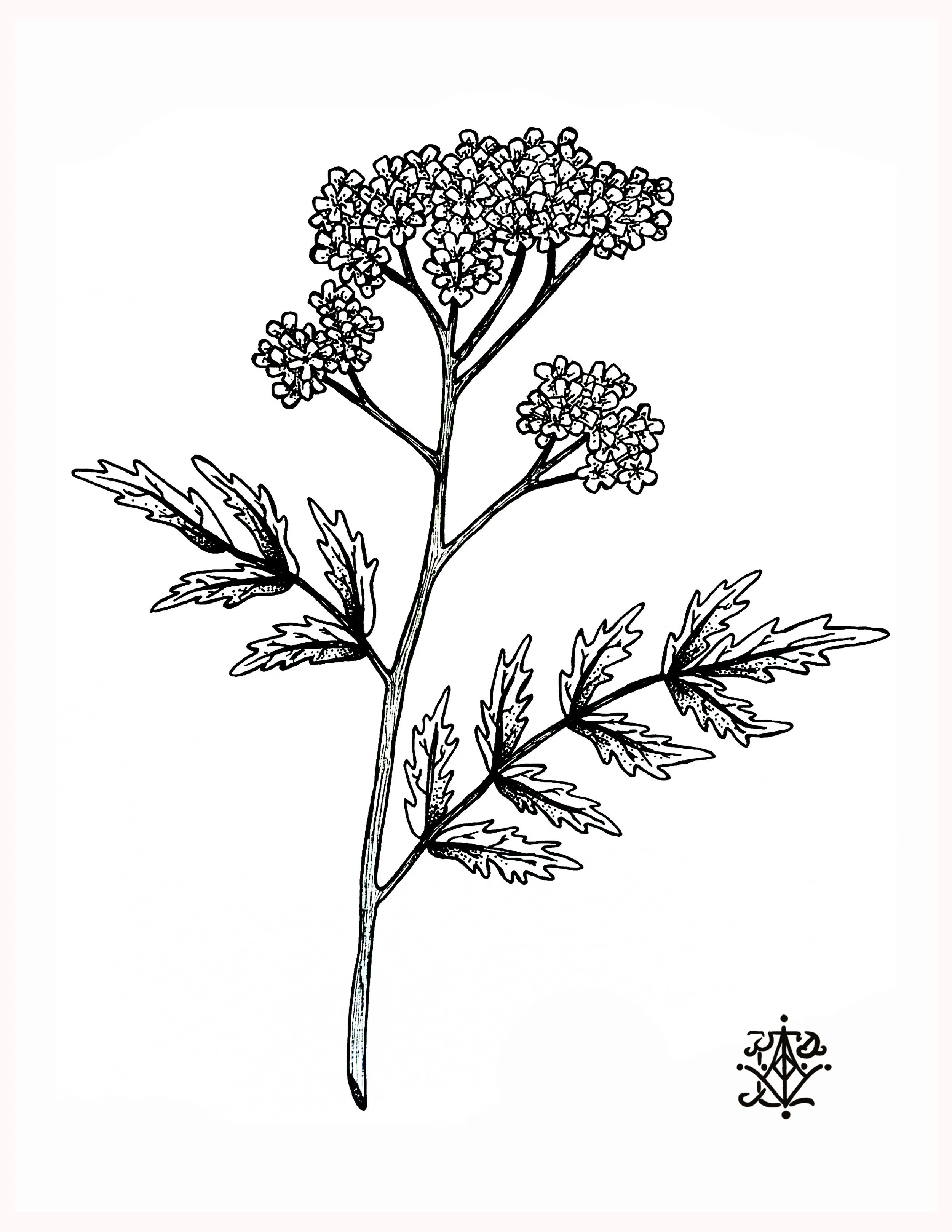 YarrowPrint1.jpg