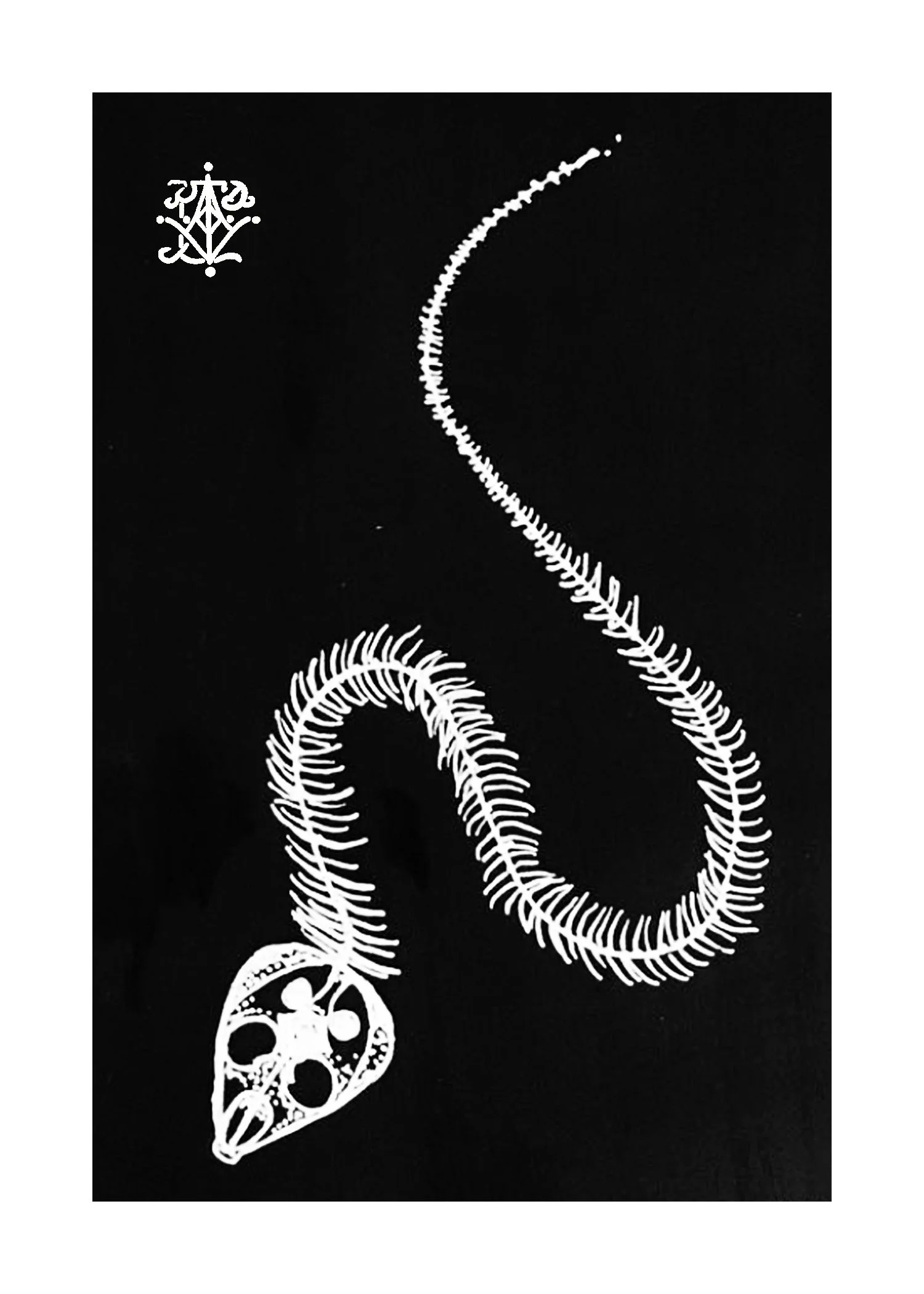 SnakeSkeletonPrint5x7.jpg