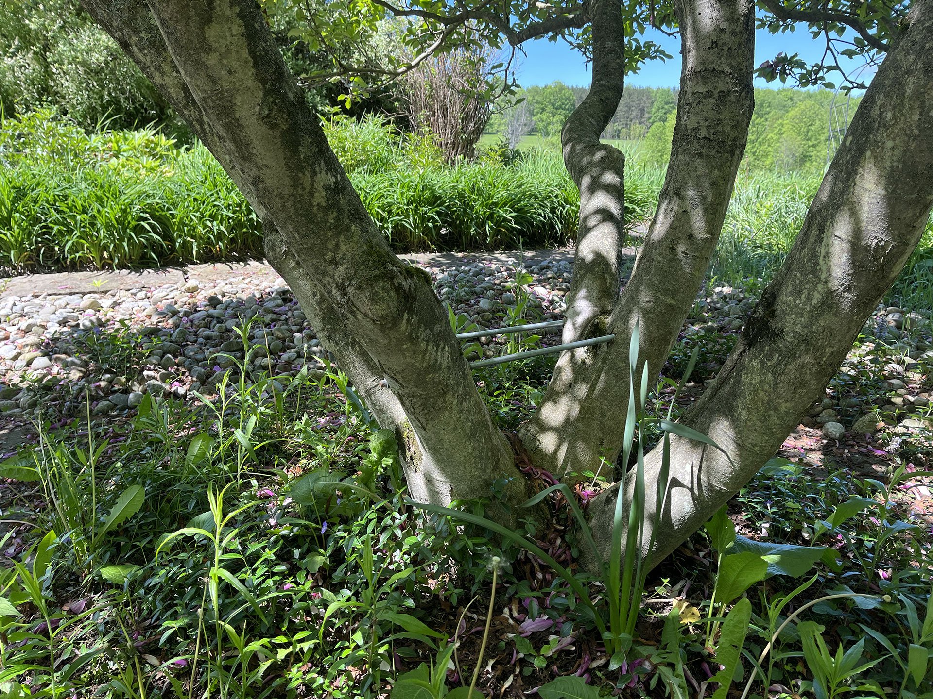 aubutn-tree-cabling.jpg