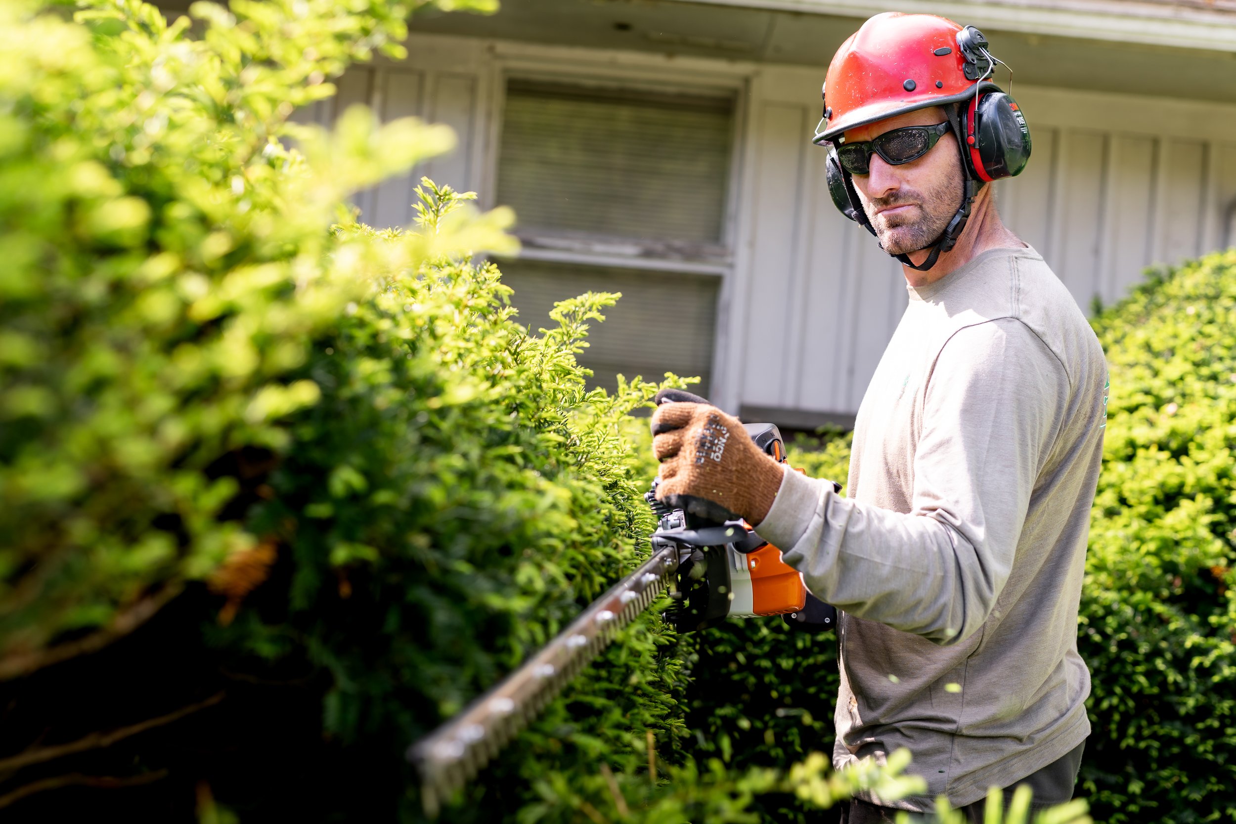 auburn-shrub-pruning.jpg