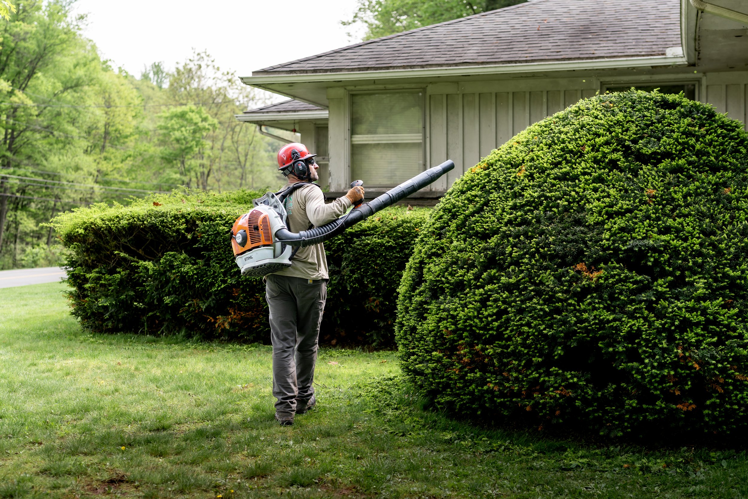 auburn-shrub-cleanup.jpg