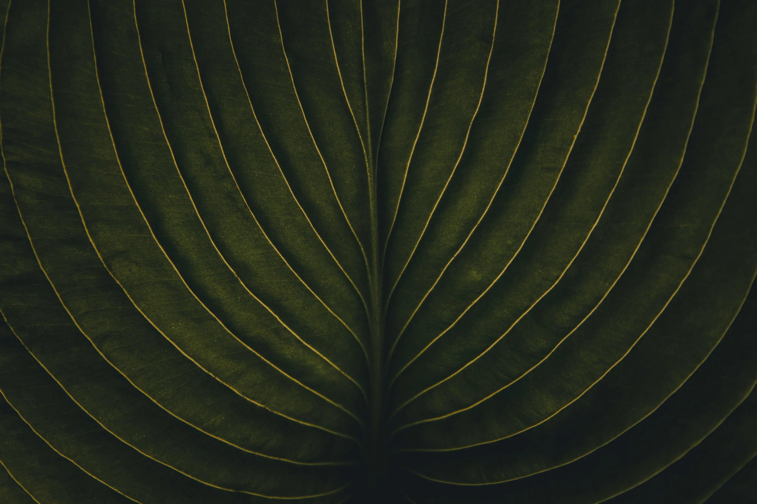 A zoomed in photo of the lines and texture on a large tropical leaf.