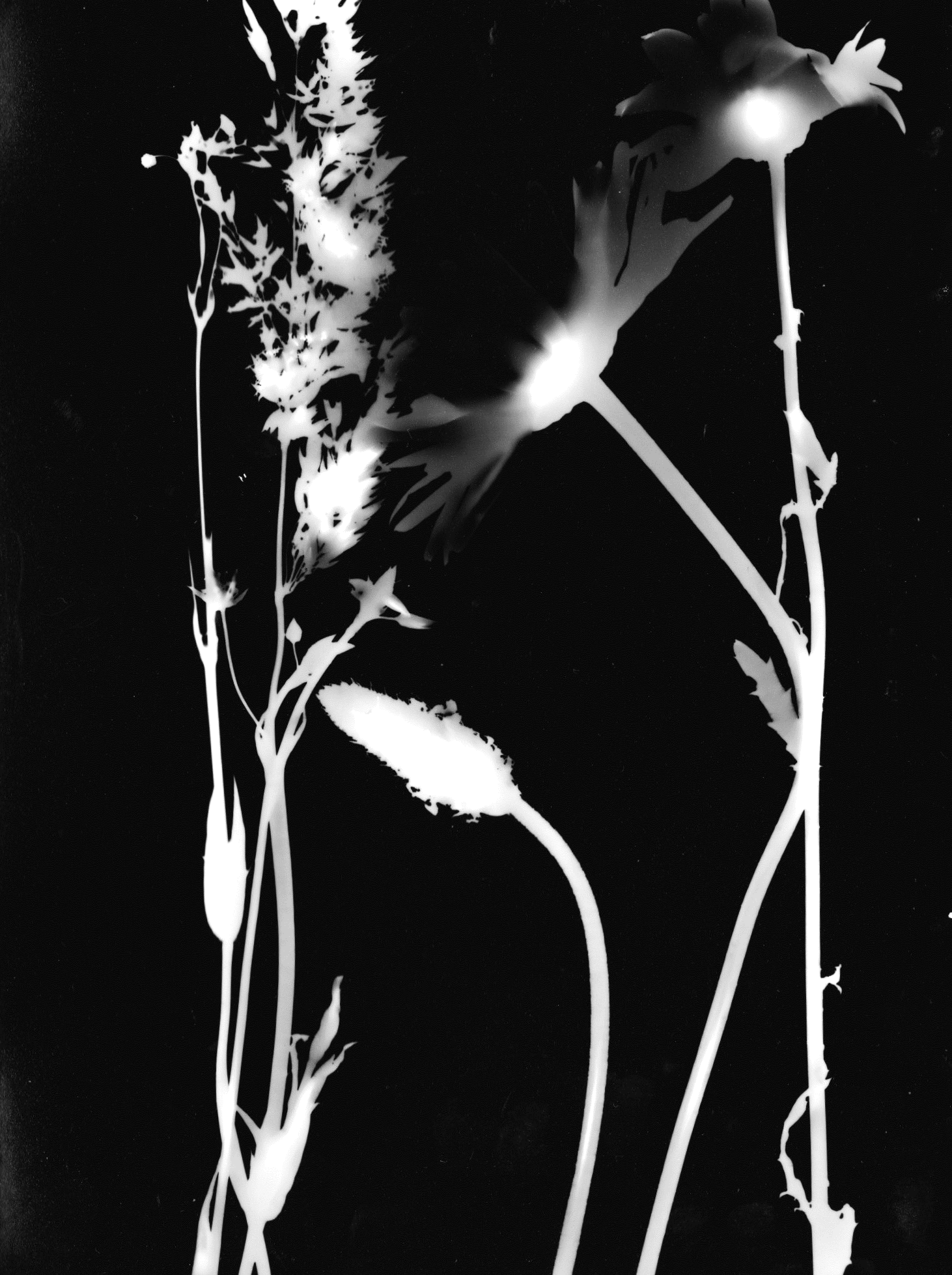 Image (2).png