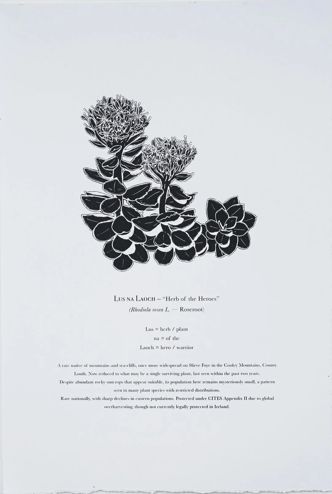 Colleenmurphy_Lus na Laoch  2025 screenprint 440x300mm.jpg