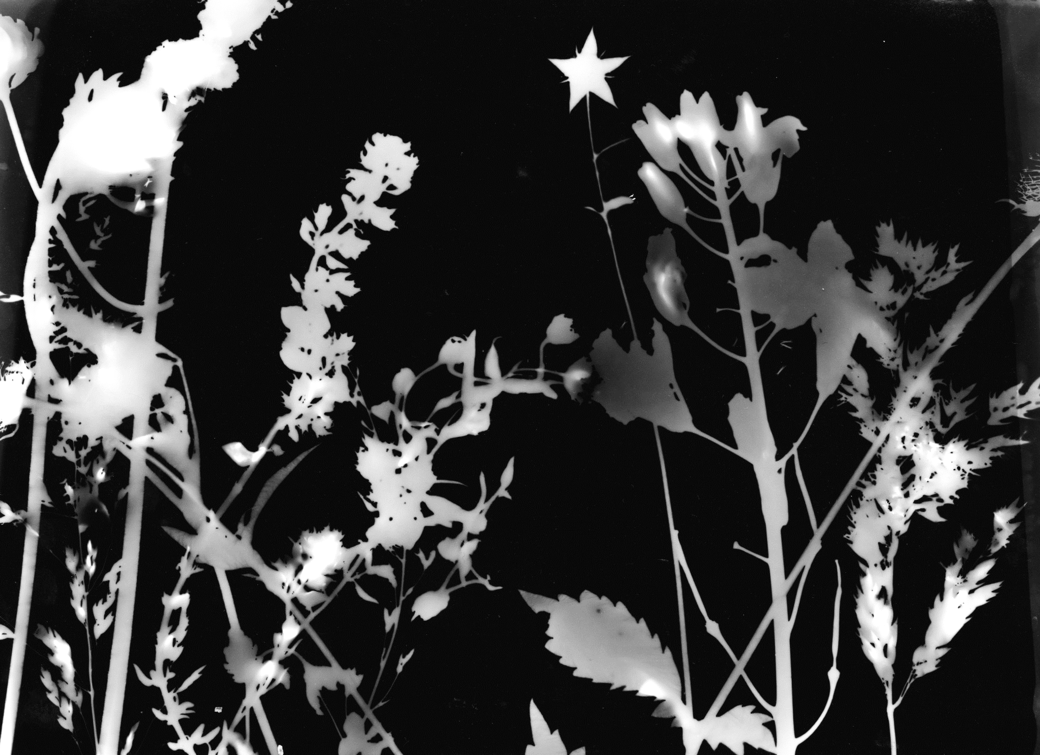 photogram1.png