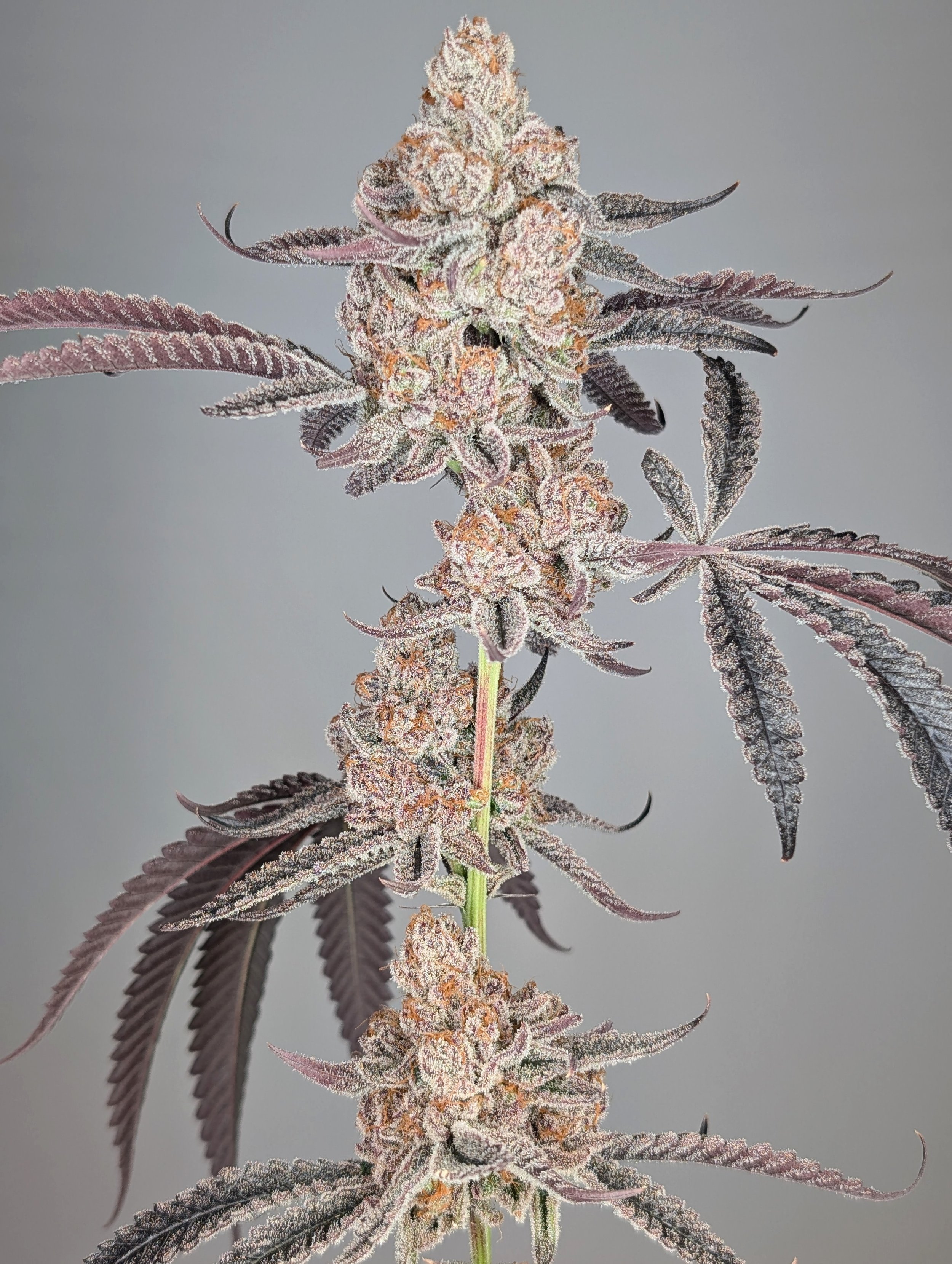 Crema d'uva by Hometown Cultivation.jpg