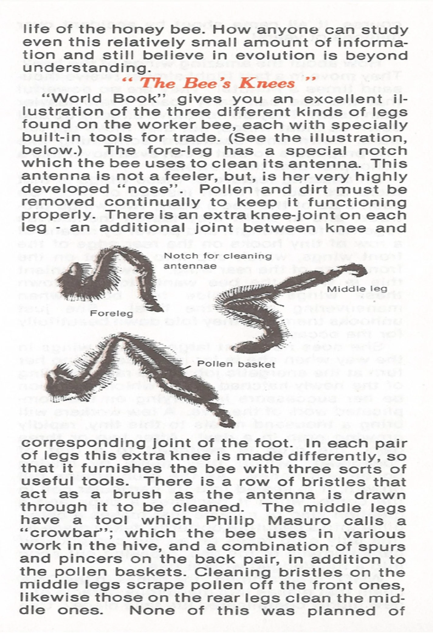Darwins Fatal bee sting #1308 WEB SIZE pg3.jpg
