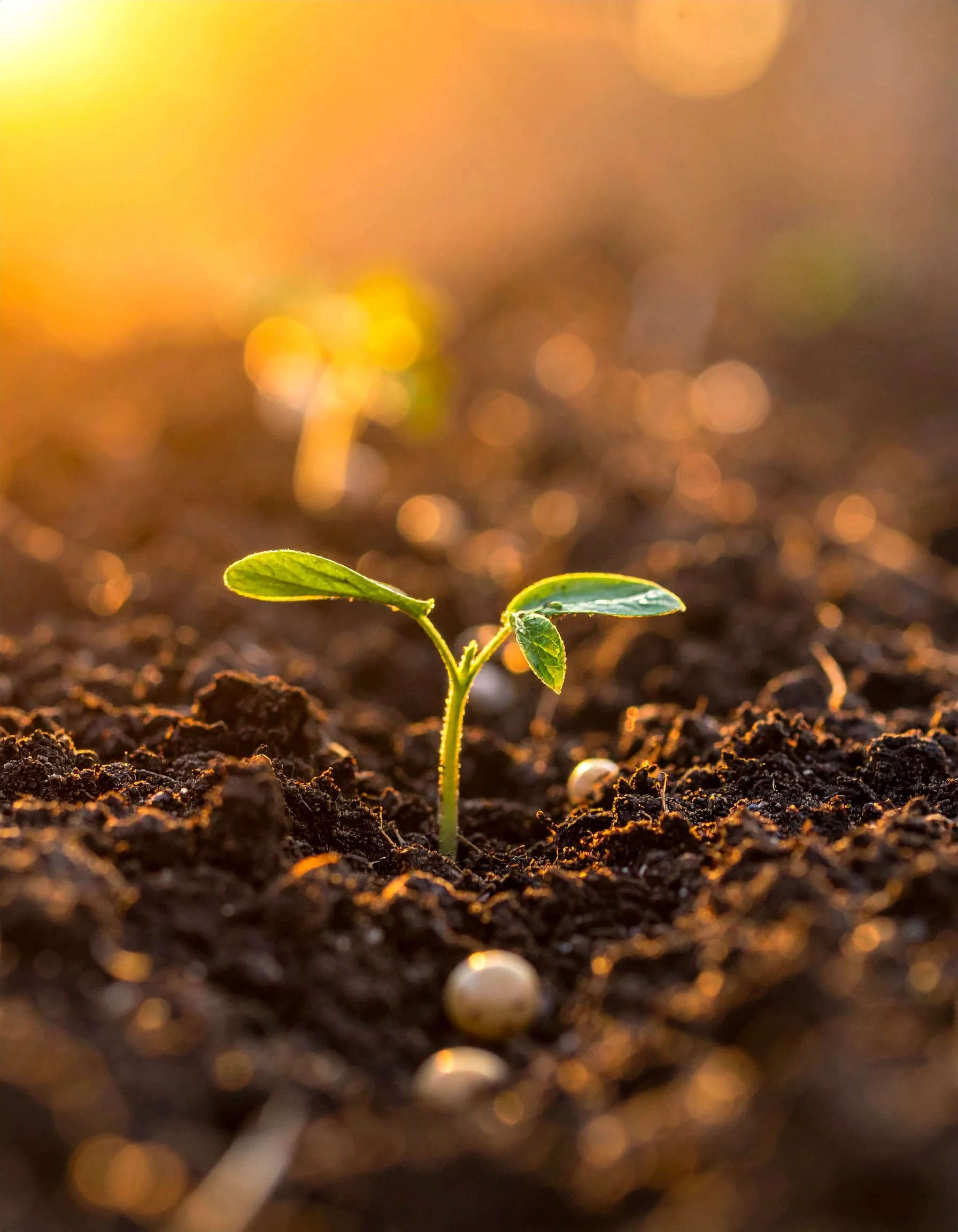 Sow Seeds