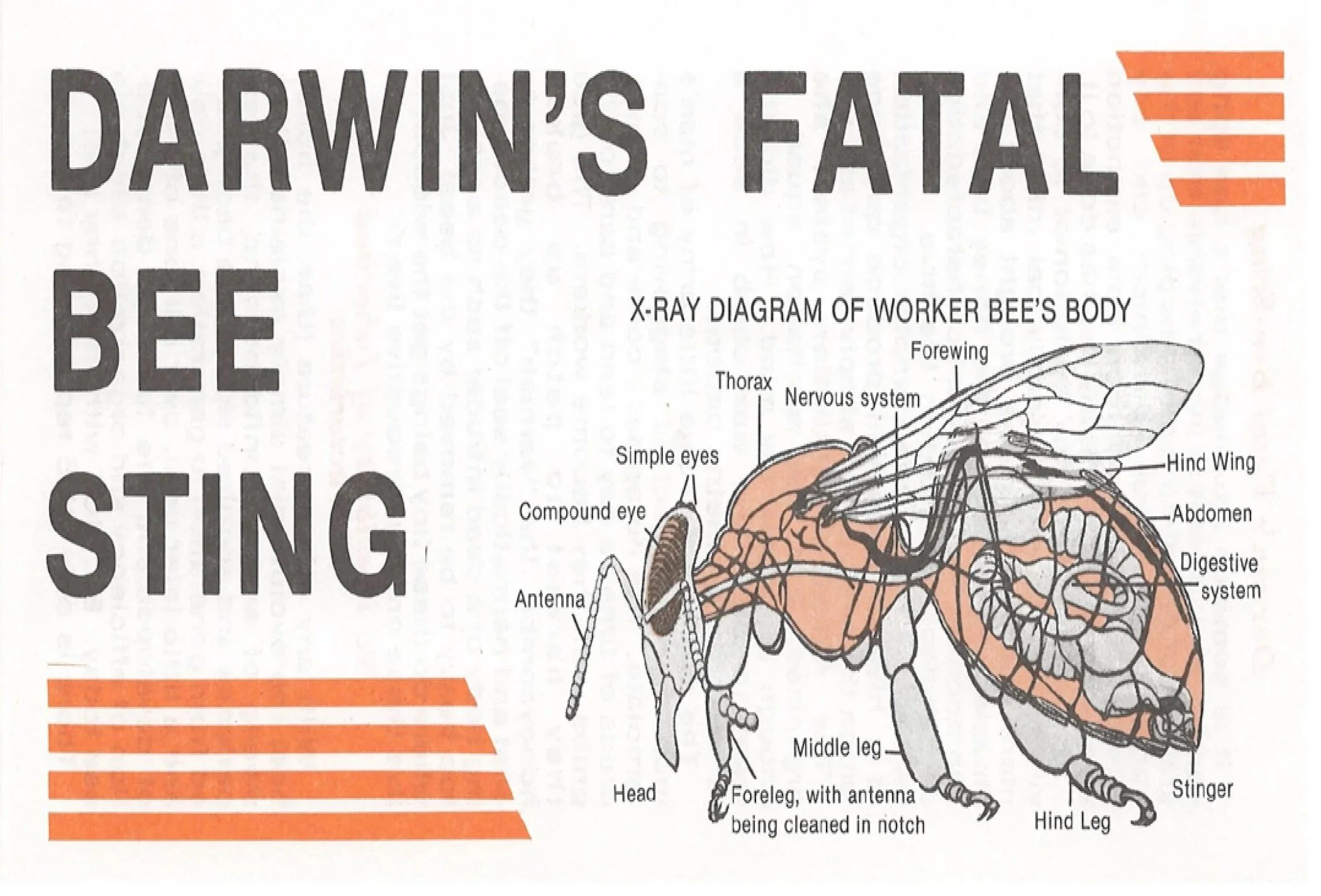 Darwins+Fatal+bee+sting+%231308+WEB+SIZE+pg1.jpg