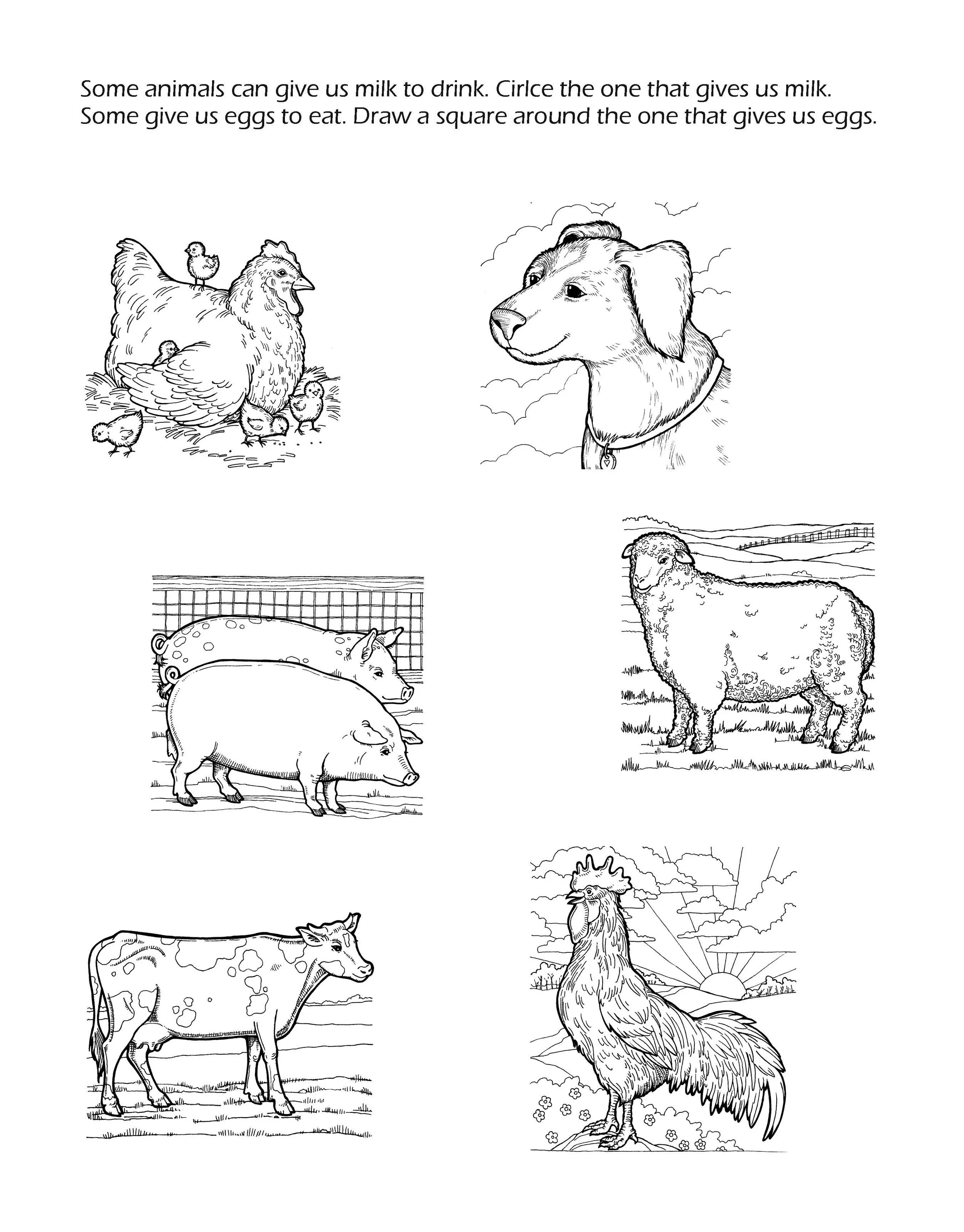 Gods Amazing Animals Coloring Book_Page_21.jpg