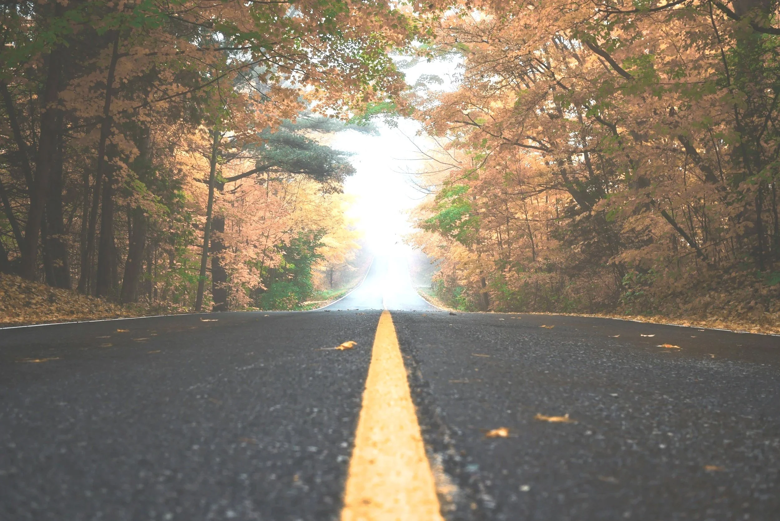 Road running through trees in the fall