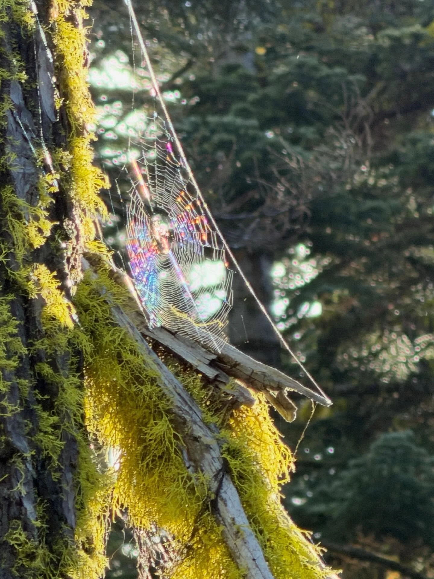 A rainbow spiderweb&mdash;
a rainbow quantum field of the New Earth
revealing herself on Mount Shasta.
The Rainbow quantum field
weaving through the 3D realm.
The fairies are part of this joy&mdash;
you can see them, feel them
pulsing through these i