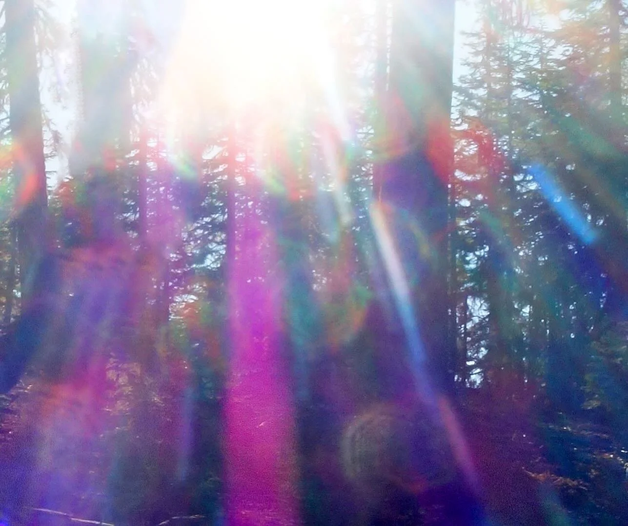 Where I live 

💜

Paul of Venus 

#MtShastaSpiritualTours

#MtShastaRetreat

#MtShastaGuide

#MtShastaVortex

#SpiritualRetreatMtShasta

#MtShastaTourGuide

#MtShastaHealing

#MountShastaActivation

#MtShastaExperience

#MtShastaMeditation