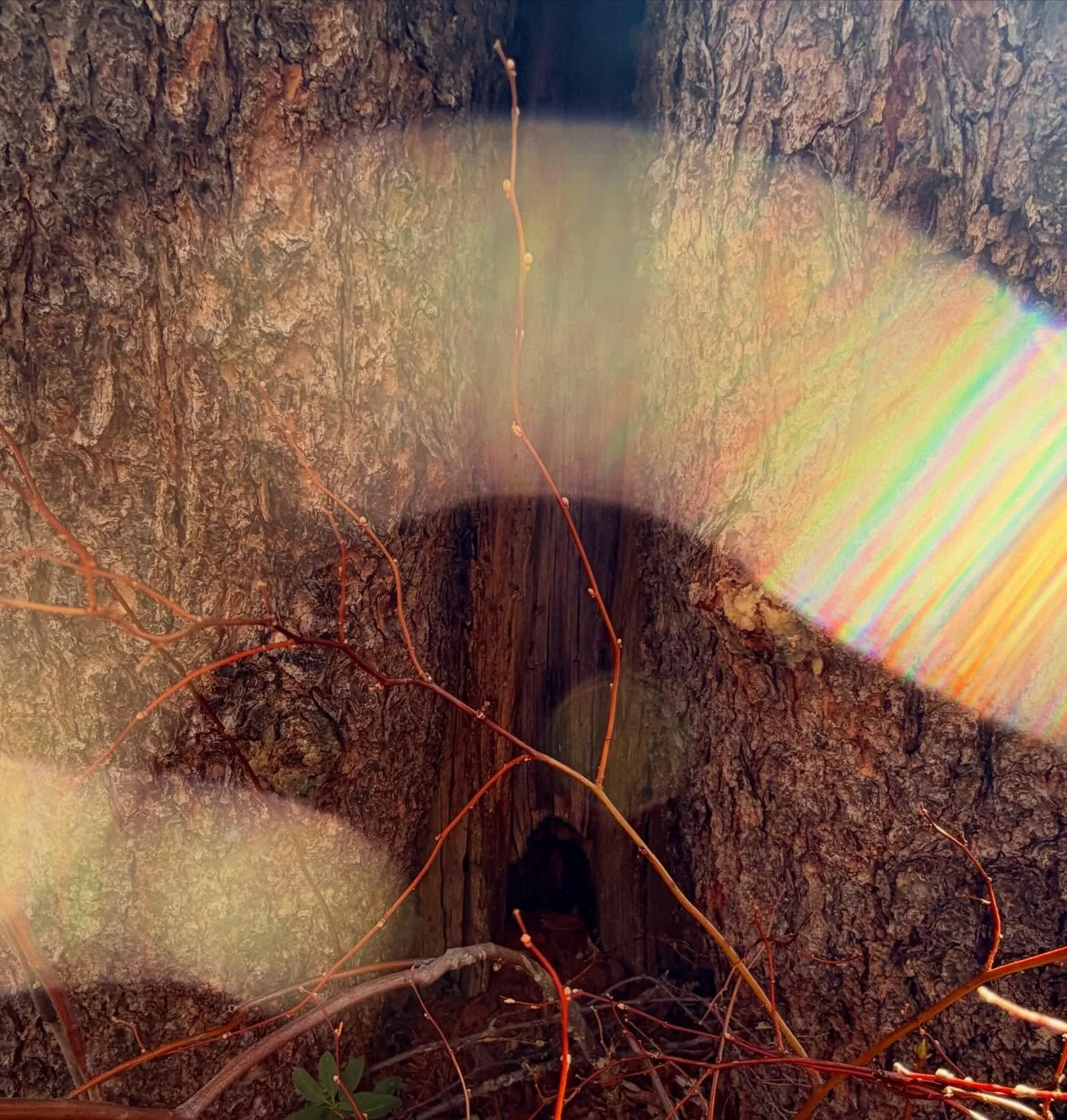 The Faries came out of this portal to show us 
Their frequencies 

Receive 

💜

Paul of Venus 

#MtShastaSpiritualTours

#MtShastaRetreat

#MtShastaGuide

MtShastaVortex

SpiritualRetreatMtShasta

MtShastaTourGuide

MtShastaHealing

MountShastaActiv