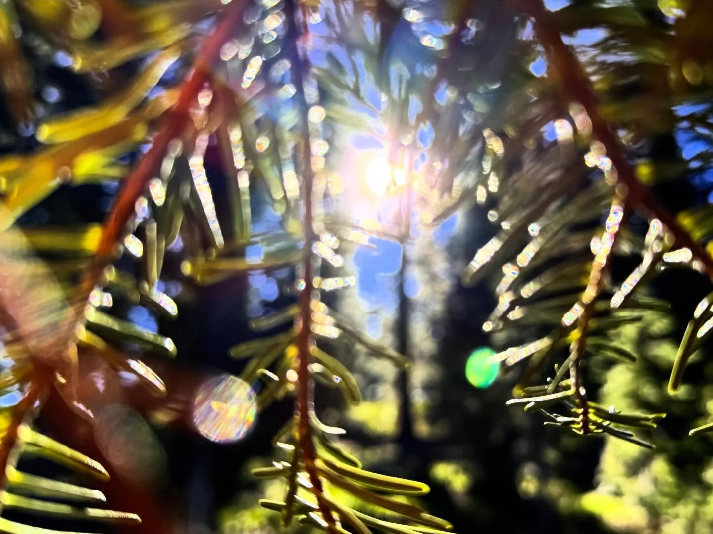 Elemental love 

Bone| breathe | light

Summer retreats live now

💜

Paul of Venus 

#MtShastaSpiritualTours

#MtShastaRetreat

#MtShastaGuide

MtShastaVortex

SpiritualRetreatMtShasta

MtShastaTourGuide

MtShastaHealing

MountShastaActivation

MtSh