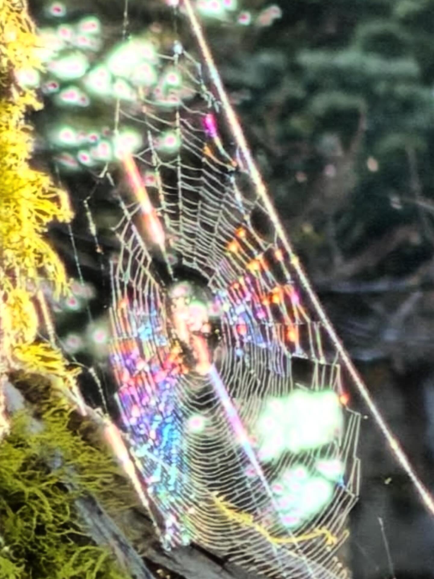 on Mt Shasta 
a rainbow spider web 
the New Earth Rainbow quantum field 
So much life creating this quantum structure of light

💜

Paul of Venus 

- #MtShastaSpiritualTours 
- #PaulOfVenus 
- #VenusianRetreat 
- #EnterThe5thDimension
- #MtShasta
- M