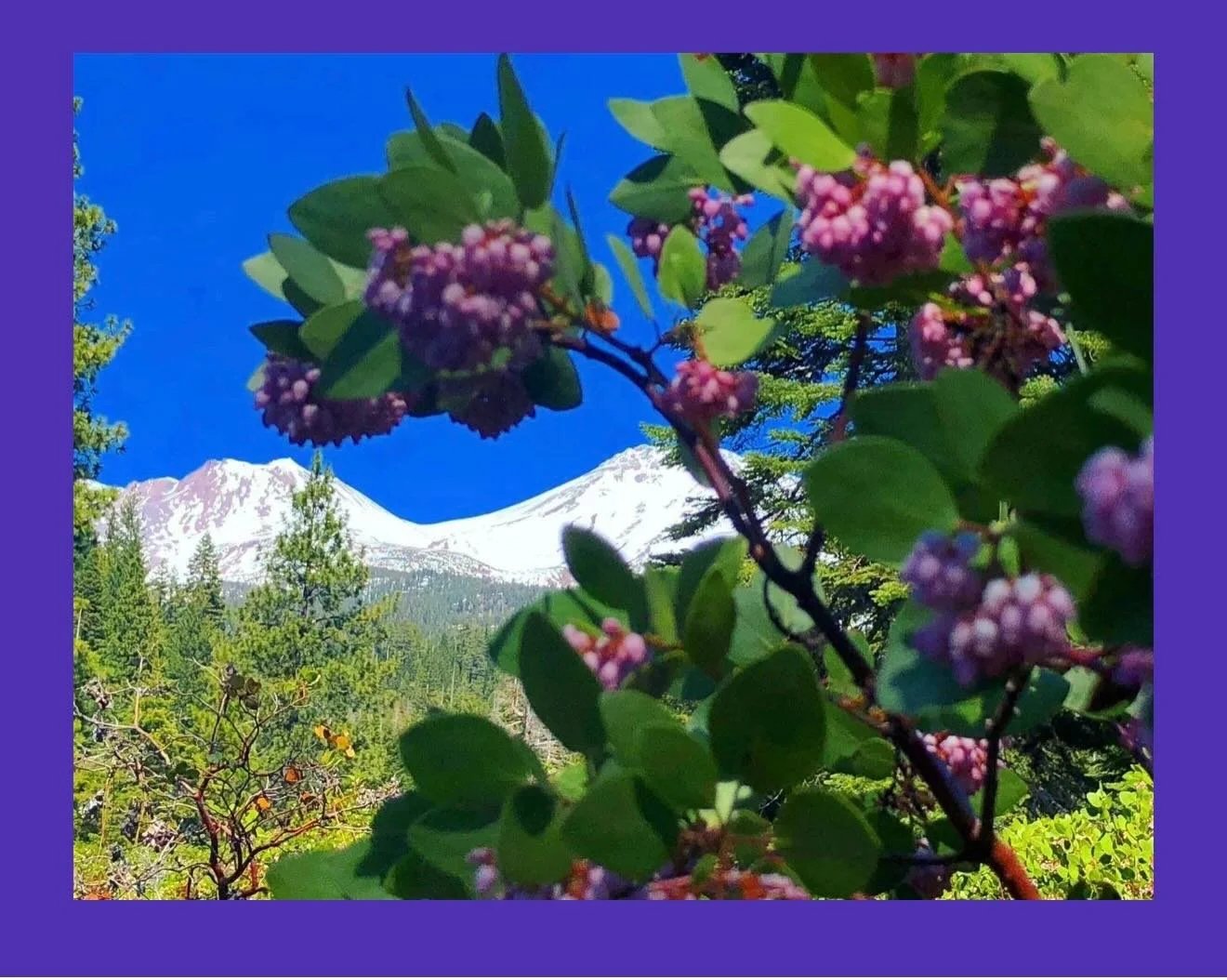The Venusian Goddess Retreat Mt Shasta 
August 14-17th 

Details here 

https://www.mtshastaspiritualtours.com/goddess

Sending love from Mt Shasta 

💜

Paul of Venus 

#MtShastaSpiritualTours

#MtShastaRetreat

#MtShastaGuide

#MtShastaVortex

#Spi