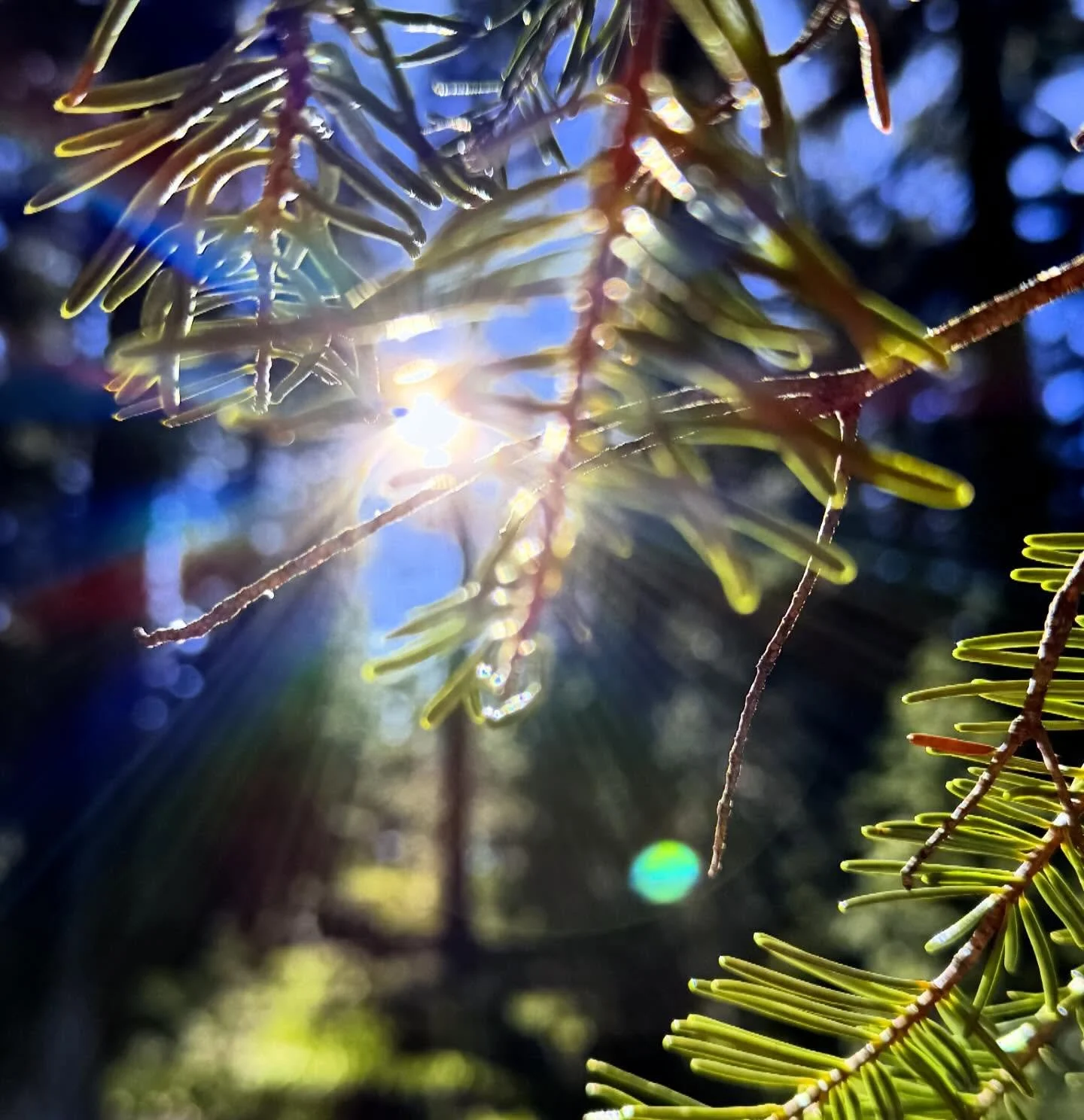 Dimensions of light

Enter your home world 

Inside your heart 

Love loving love 

💜

Paul of Venus 

- #MtShastaSpiritualTours 
- #PaulOfVenus 
- #VenusianRetreat 
- #EnterThe5thDimension
- #MtShasta
- MountShasta
- ShastaVortex
- NorthernCaliforn