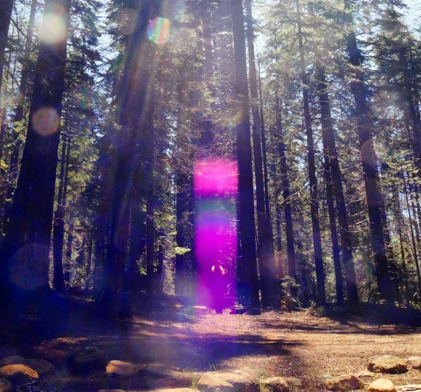 We are celestial light blooming thru the 3D 

💜

Paul of Venus 

#lightworker #starseed #mtshasta #meditation