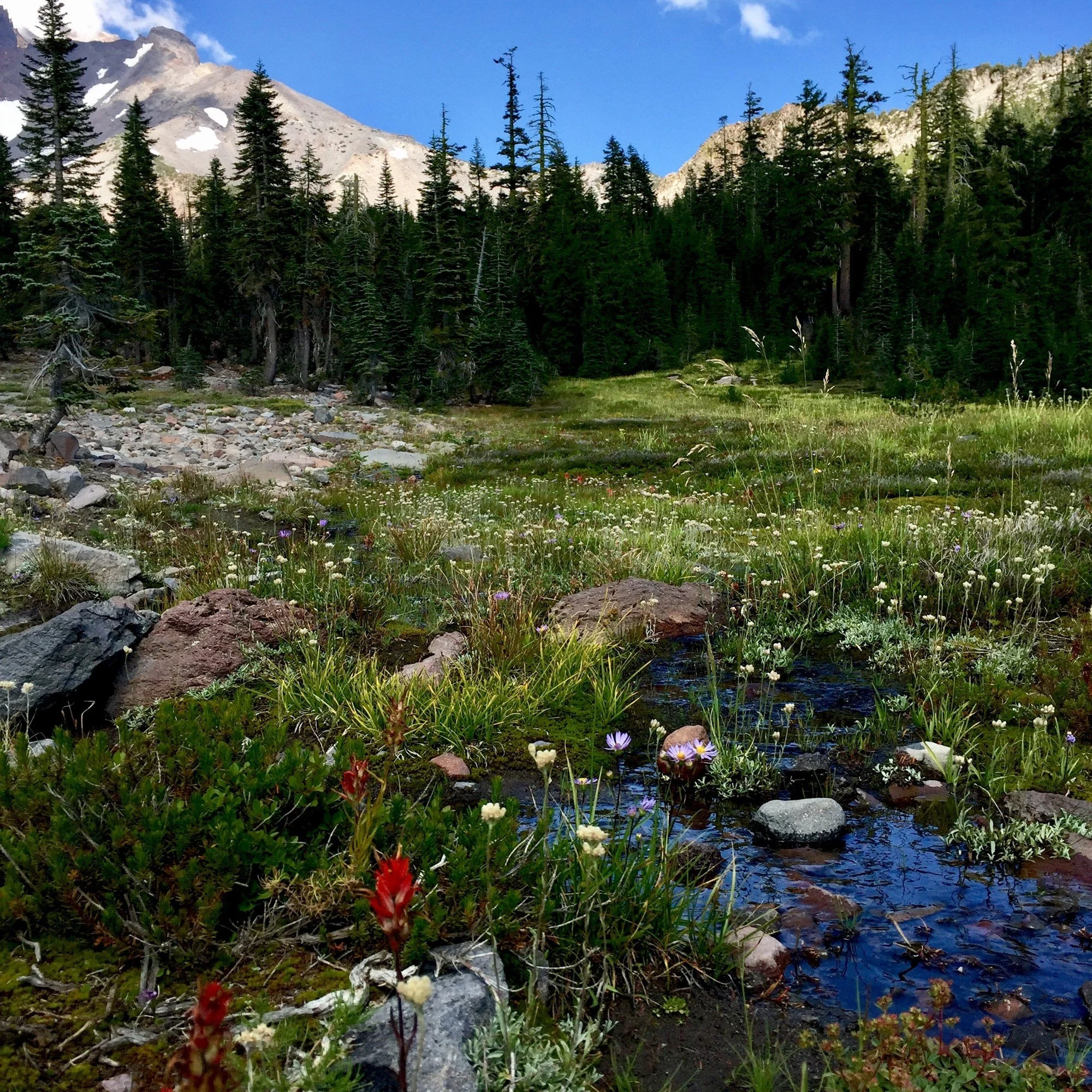 Agua clara corriendo entre rocas y pinos en el Monte Shasta