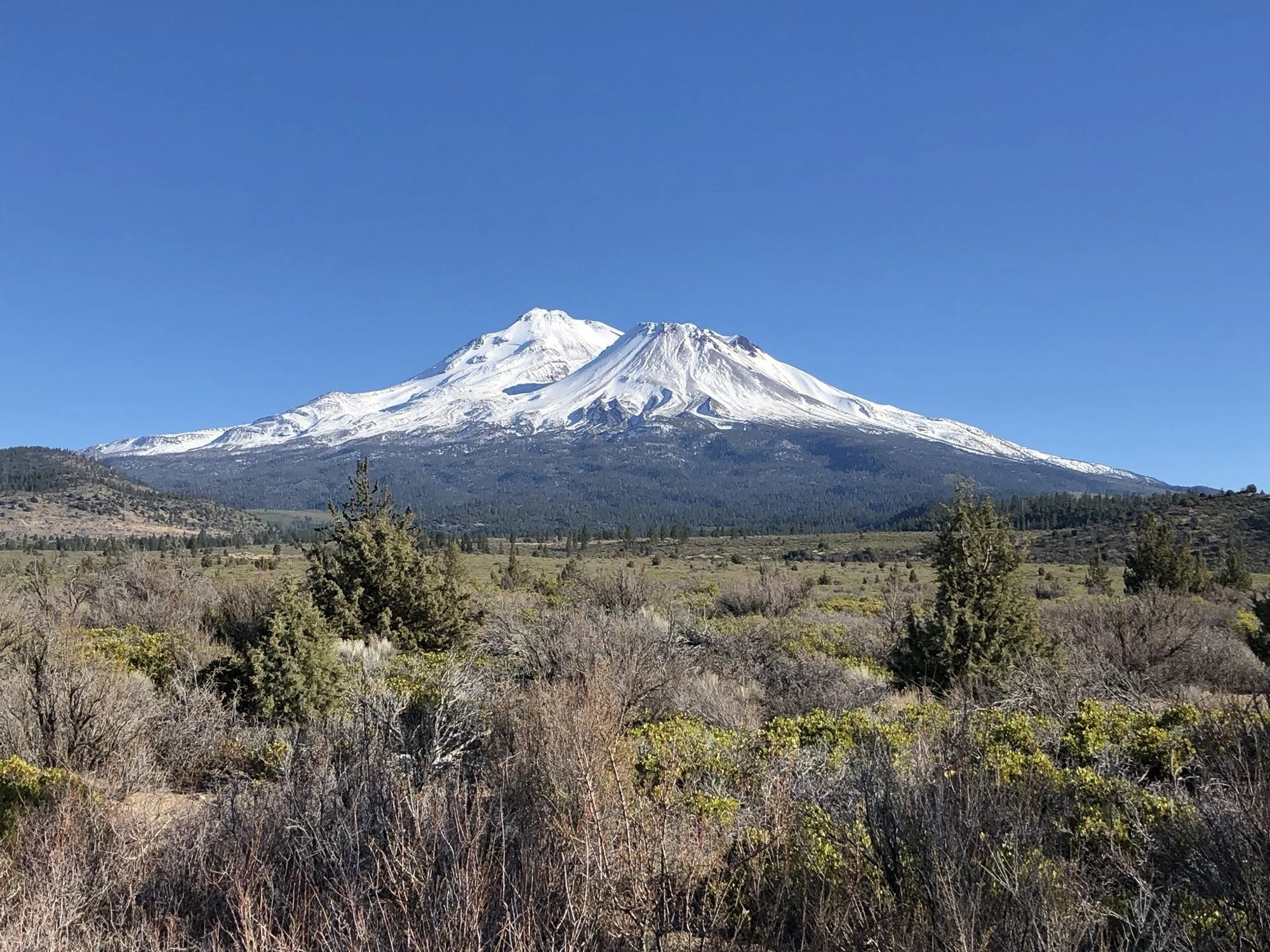 El Monte Shasta se eleva sobre el bosque de pinos en el norte de California