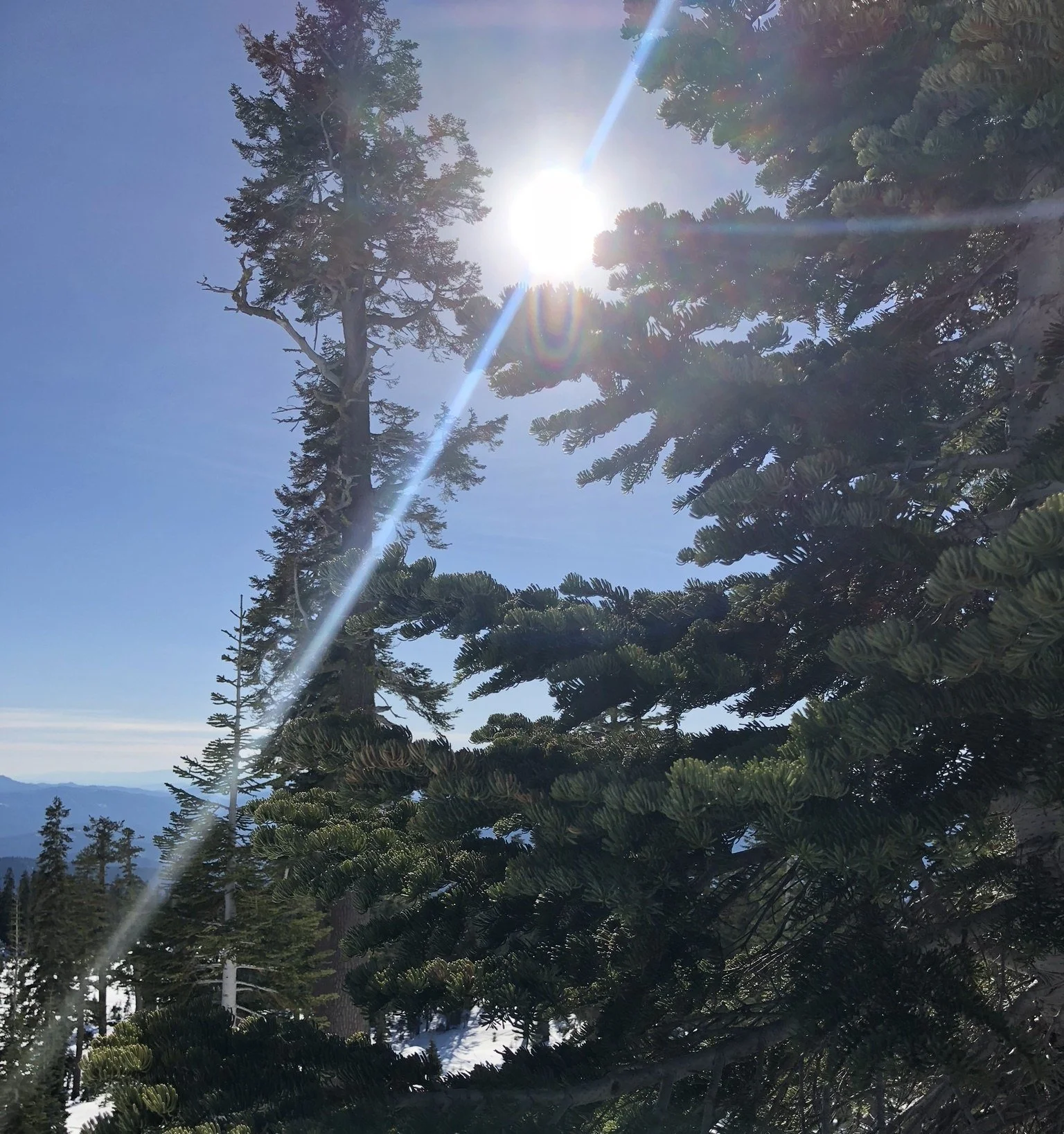 Luz entre los pinos del bosque del Monte Shasta
