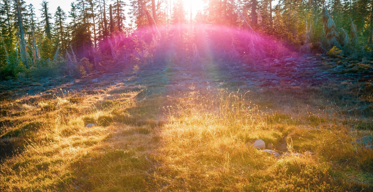 Rainbow light in the Mount Shasta forest