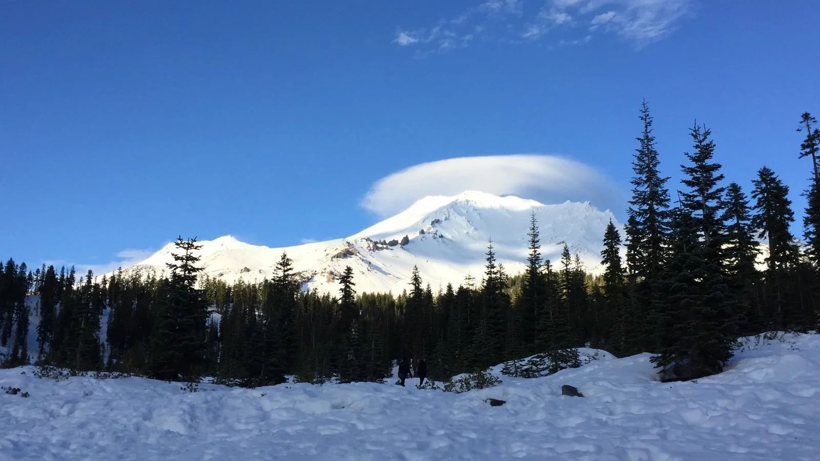 Una nube lenticular cubre la cima del Monte Shasta sobre pinos nevados