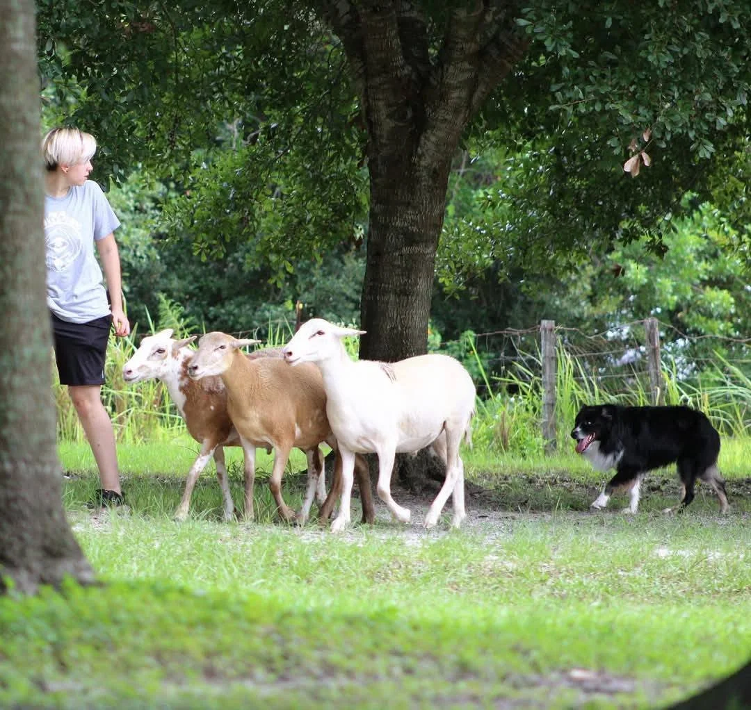 Pocus herding.jpg