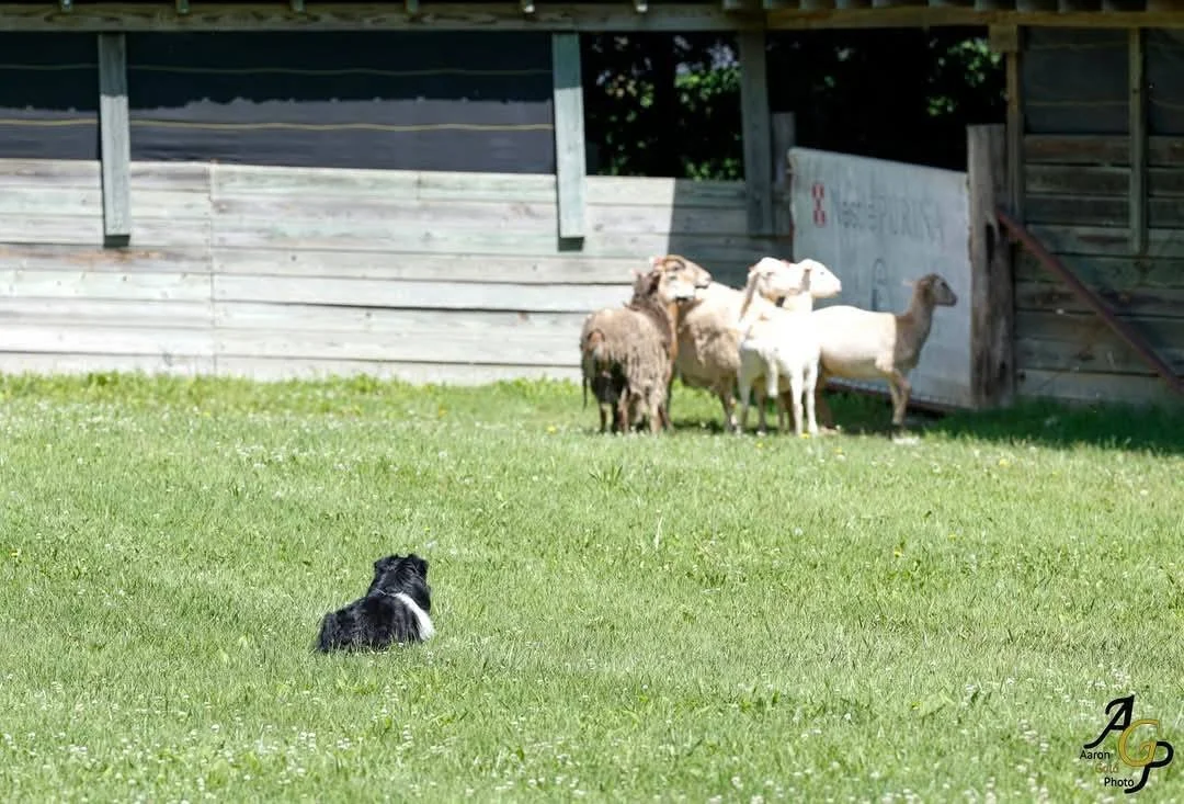 Pocus sheep.jpg