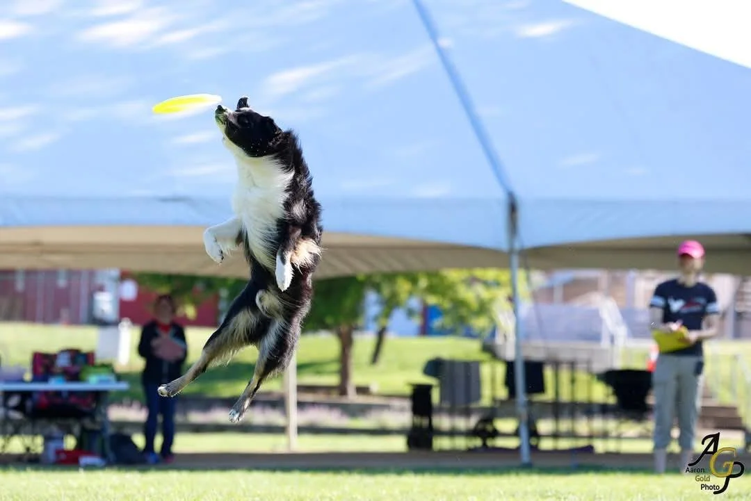 Pocus fly.jpg