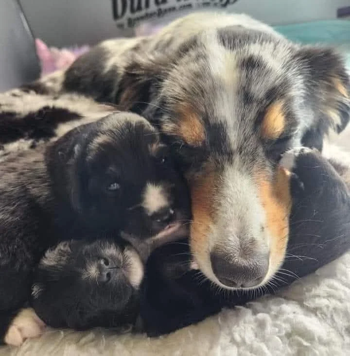 Millie and pups.jpg