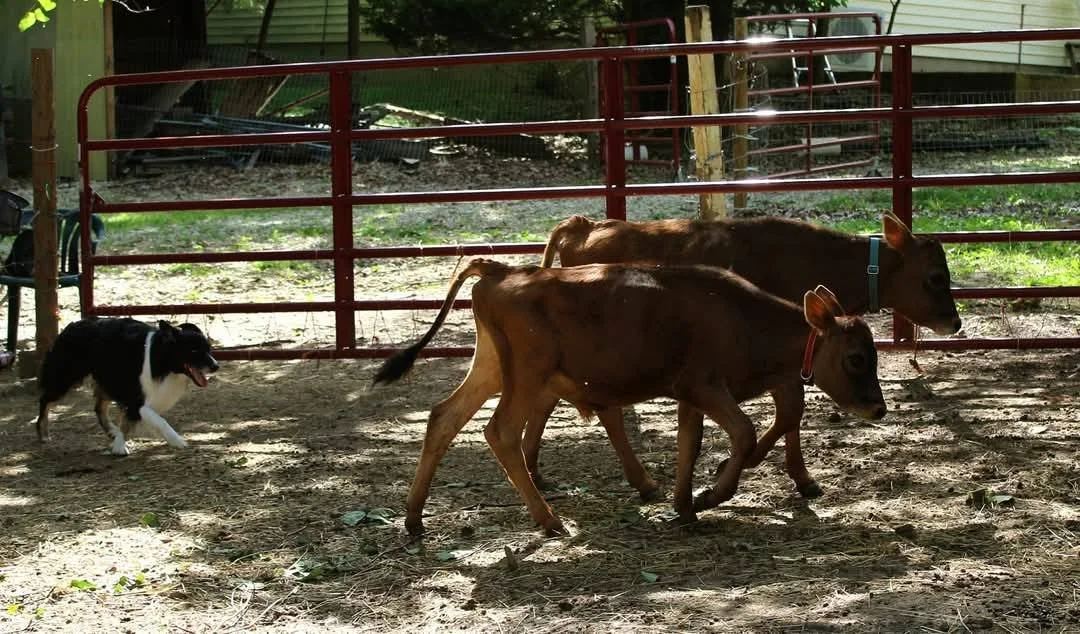 Pocus cows.jpg