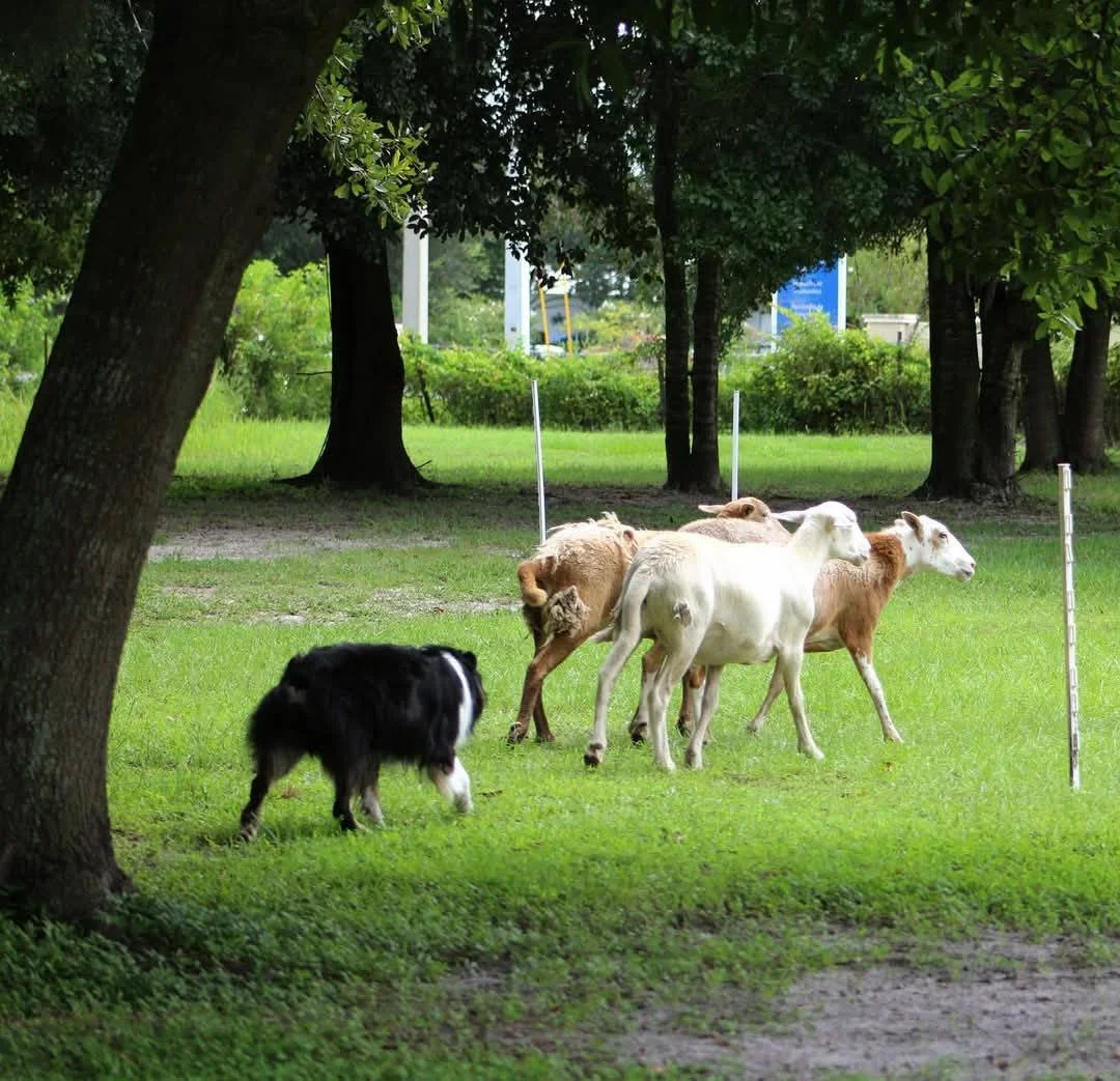 Pocus on Sheep.jpg