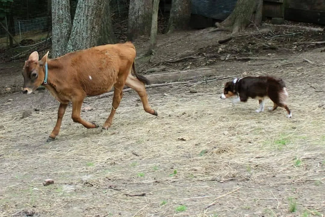 Flare cows.jpg