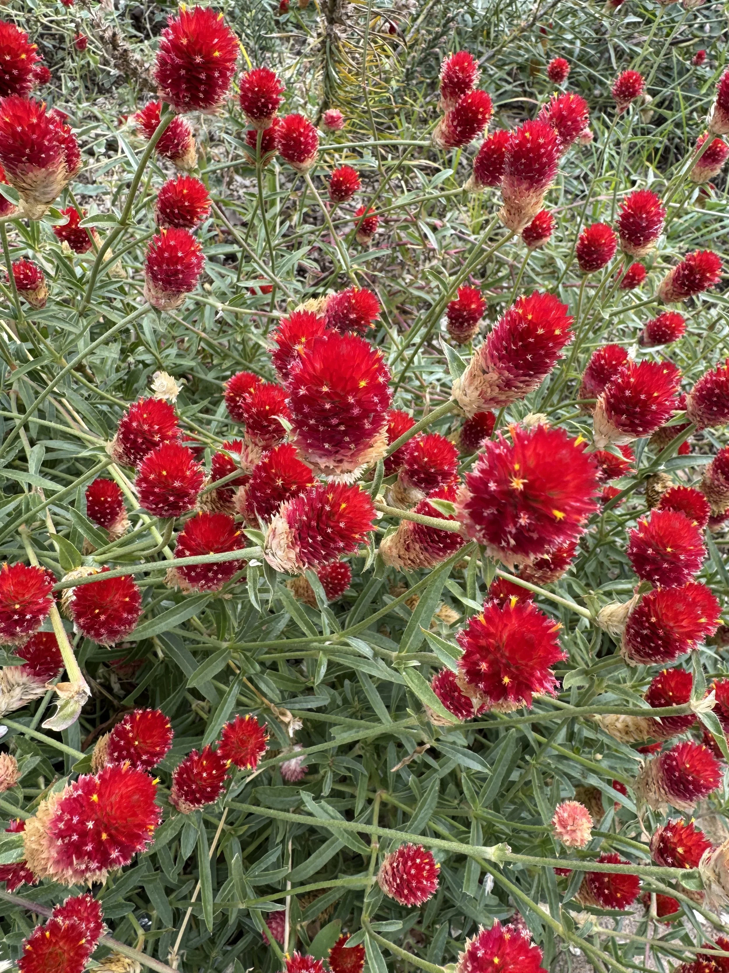 Embodied Integration: A Nervous System Experience