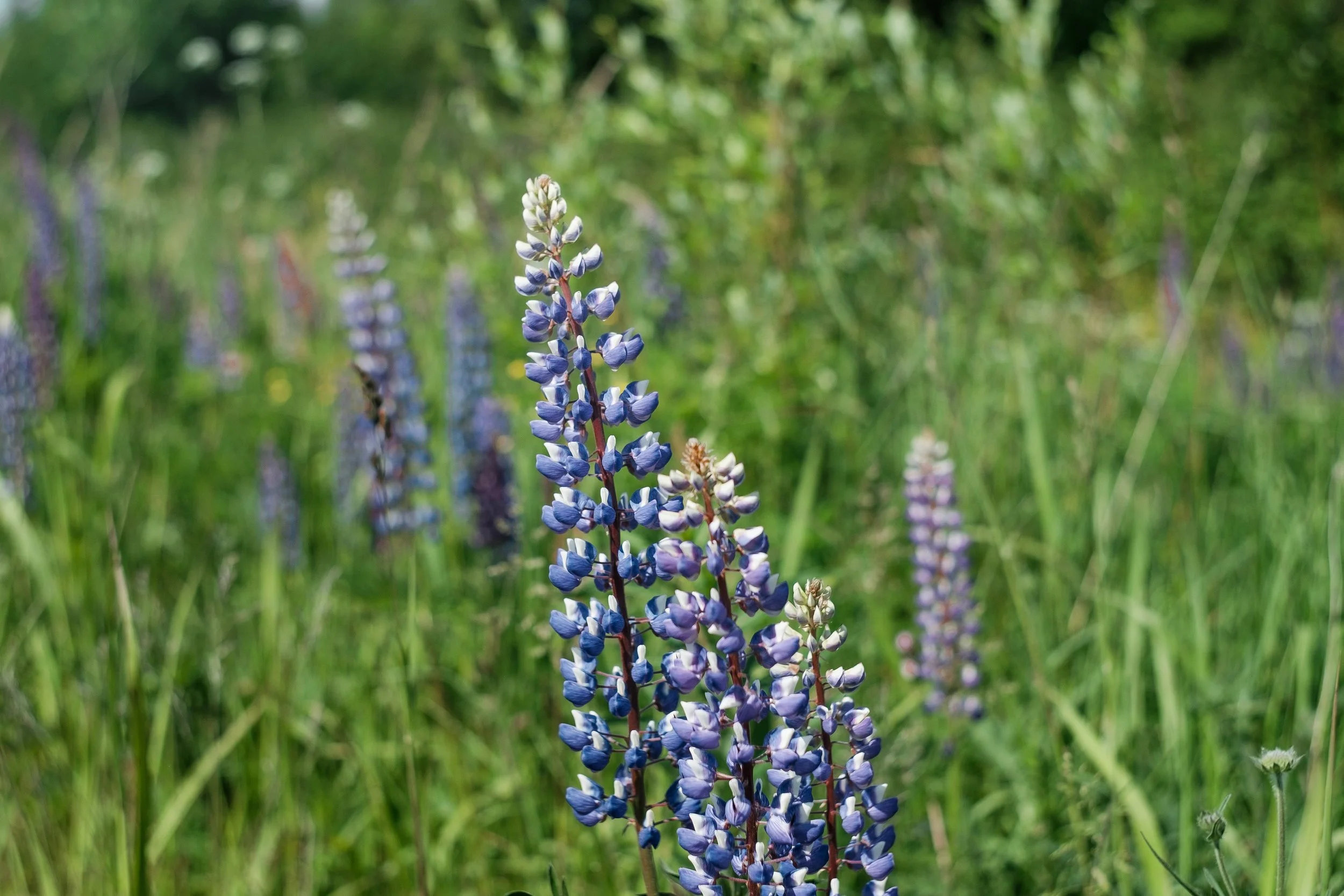 DSCF4028.jpg